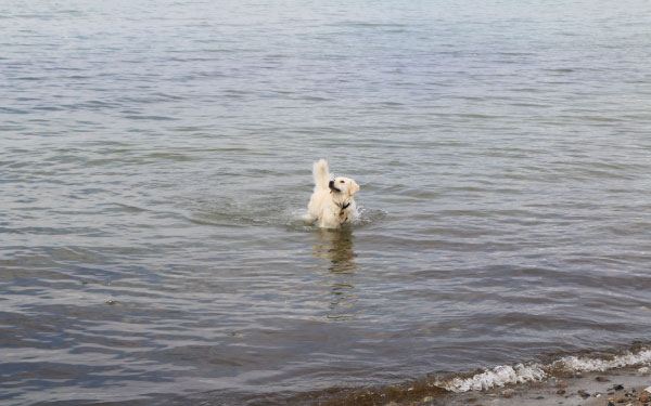 Weißer Hund schwimmt in der Ostsee